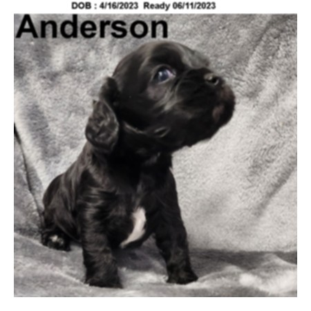 puppy, for, sale, Cockilear, Joe & Cherri  Overlease, dog, breeder, Miller, MO, dog-breeder, puppy-for-sale, forsale, nearby, find, puppyfind, locator, puppylocator, aca